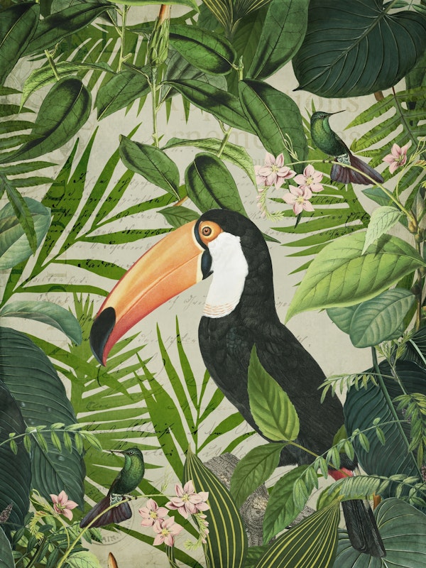 Tropical Toucan Jungle Bird