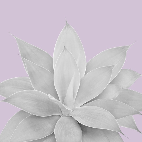 Lavender Agave 1