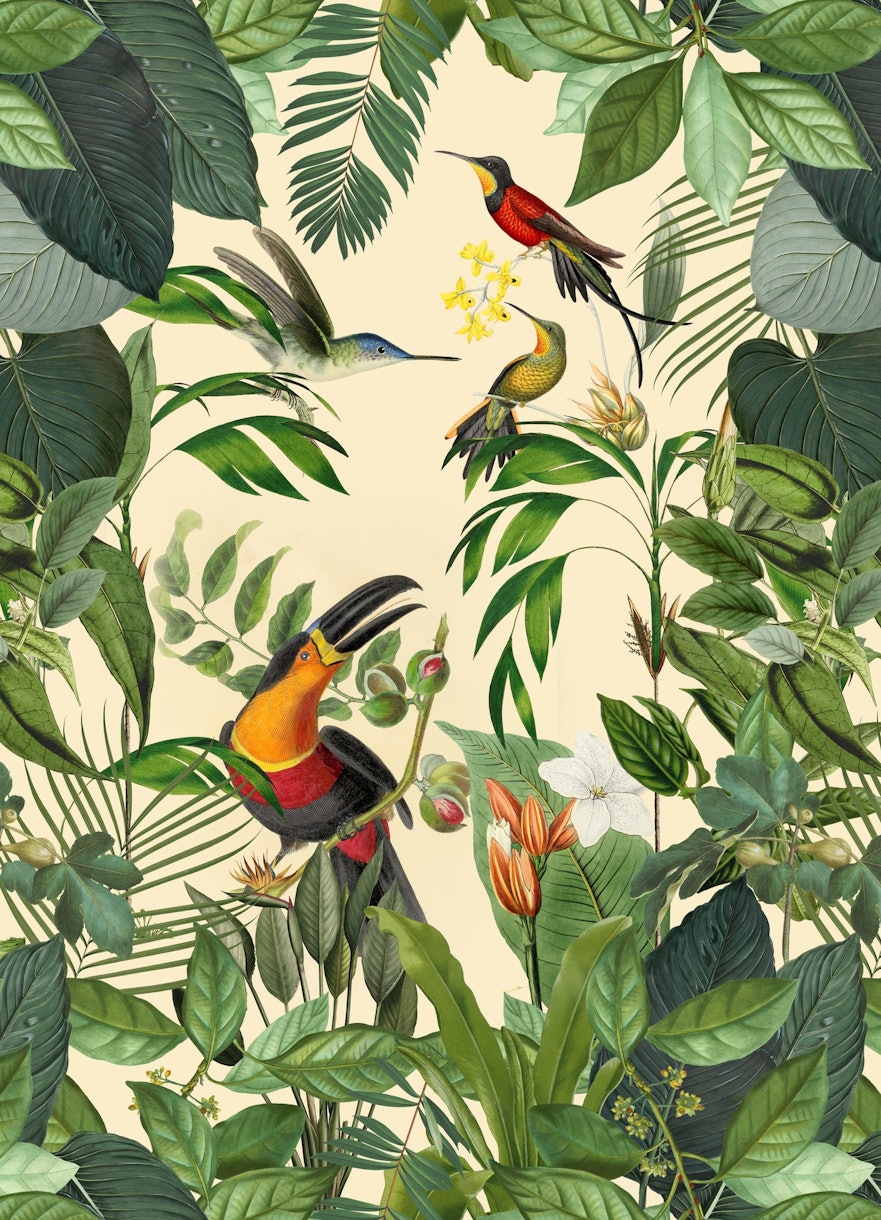 Toucan and Hummingbirds Wallpaper | Happywall