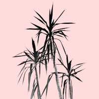 Palm Trees Blush Cali Vibes 1 papel pintado