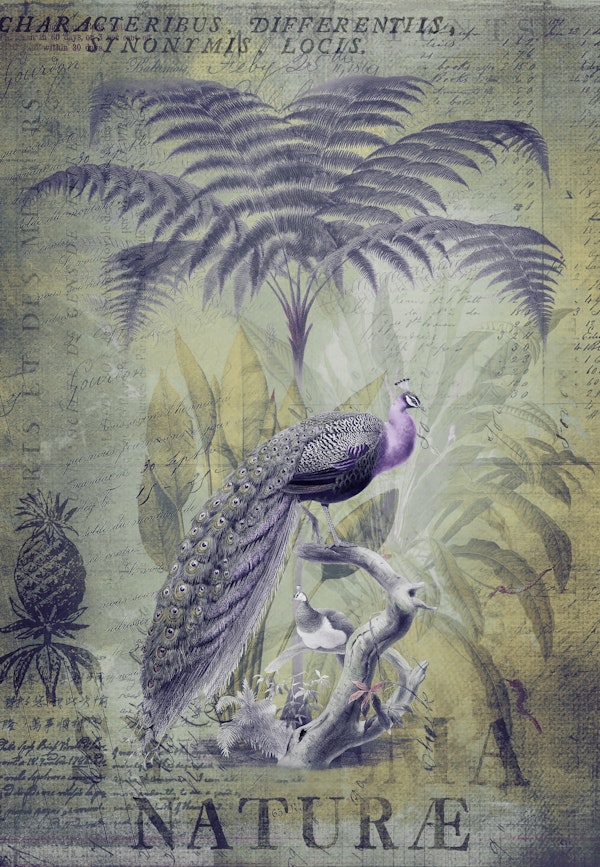 Peacock Jungle King 2