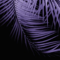 Palm Leaves Ultra Violet 1 papiers peint