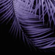 Palm Leaves Ultra Violet 1