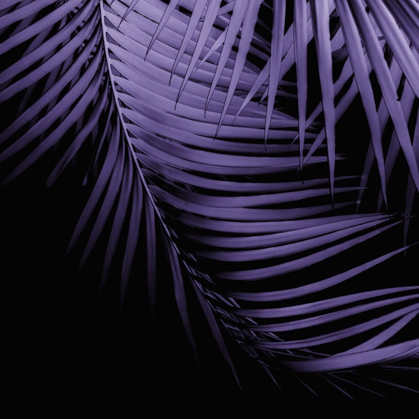 Palm Leaves Ultra Violet 1