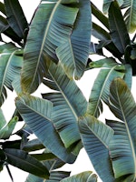 Banana Leaves Jungle 4a papel de parede