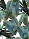 Banana Leaves Jungle 4a