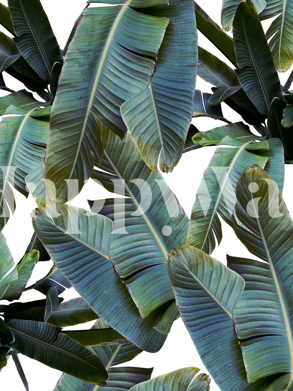 Tropical banana leaves in green tones wallpaper