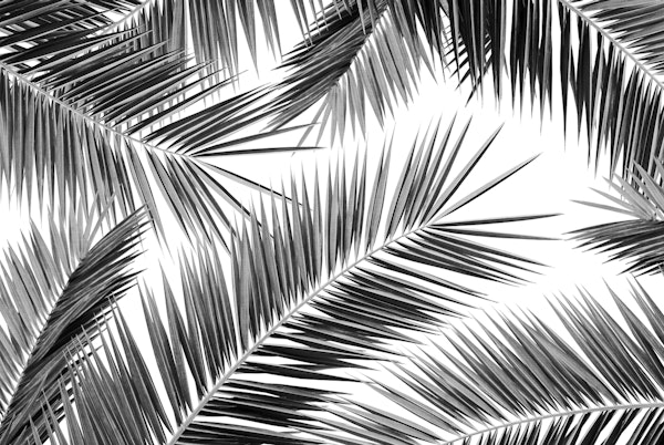 Palm Leaves Jungle Finesse 3
