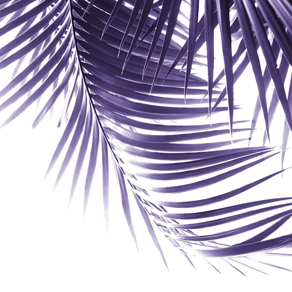 Palm Leaves Ultra Violet 2