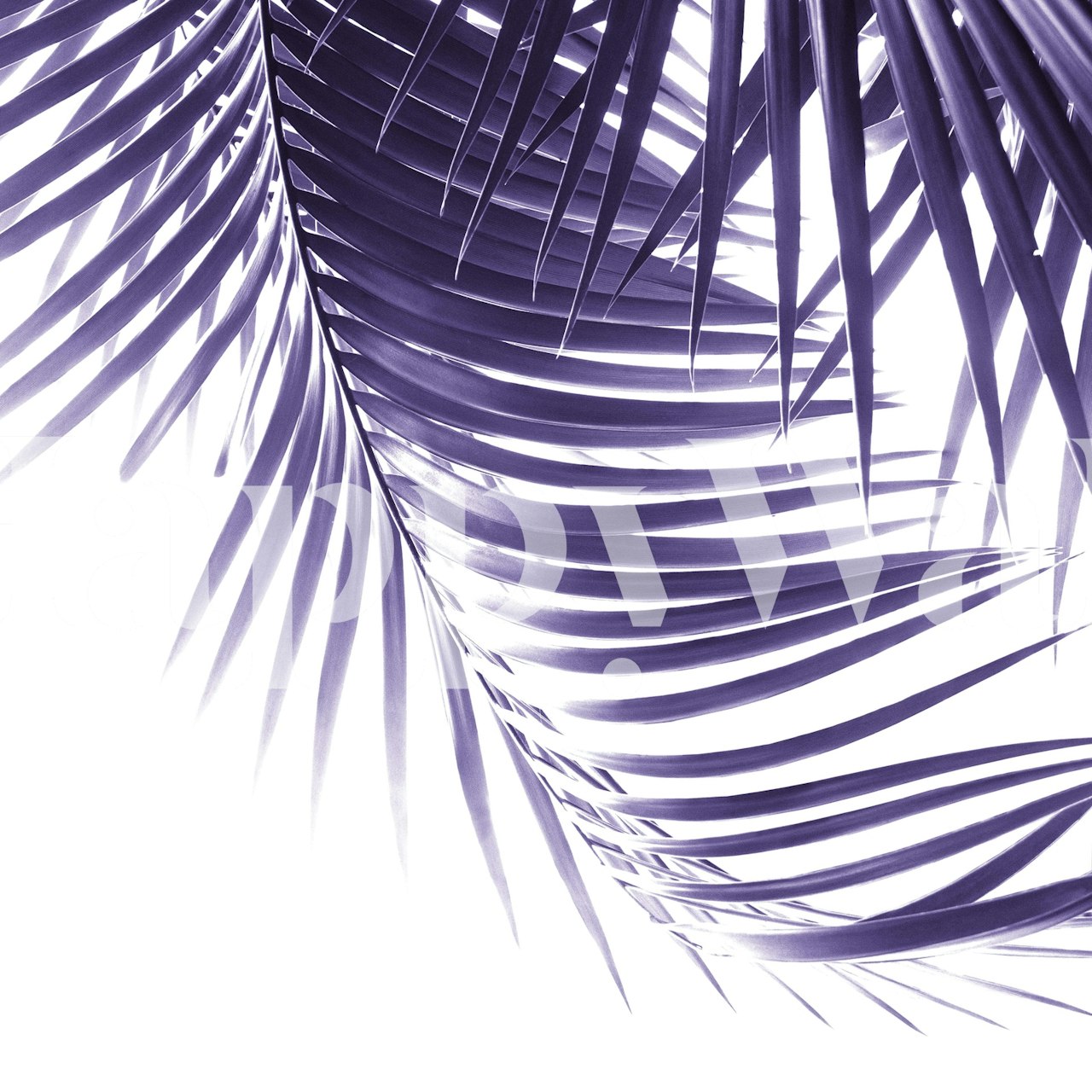 Tropical palm leaves in purple against a white background wallpaper