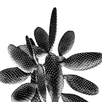 Black White Cactus 1 ταπετσαρία