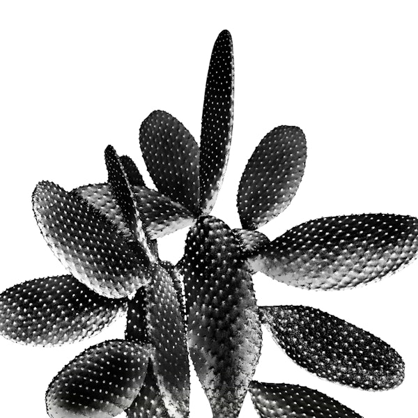 Black White Cactus 1
