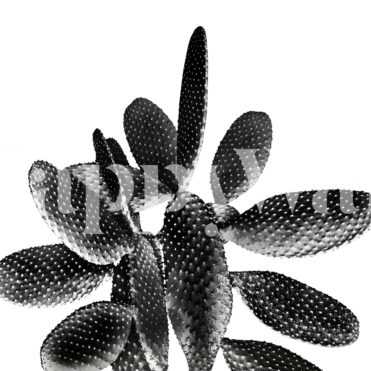 Black and white close-up of cactus wall mural design