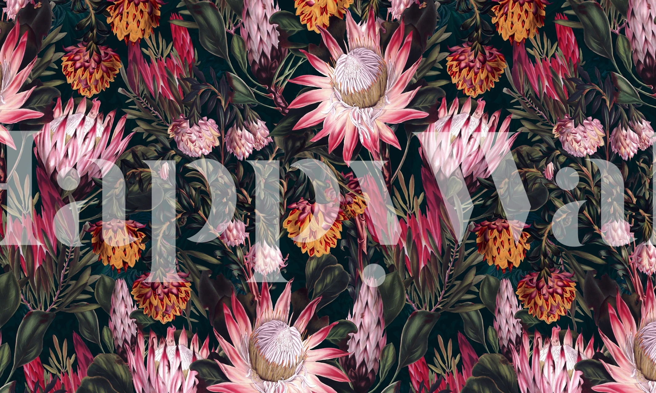 Fotomural flores y follaje de protea sobre fondo oscuro