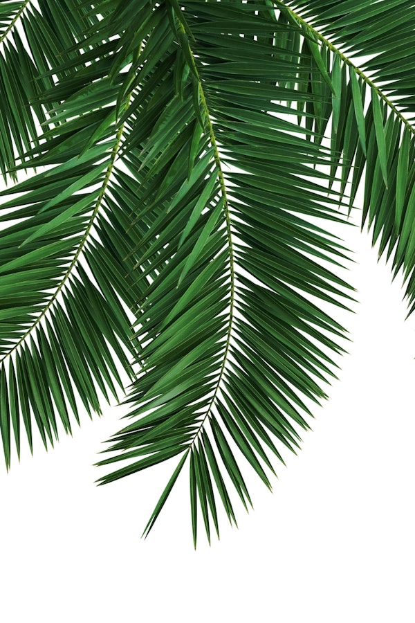 Palm Leaves Tropical Finesse 2