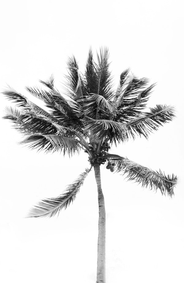 Tropical Beach Palm 2