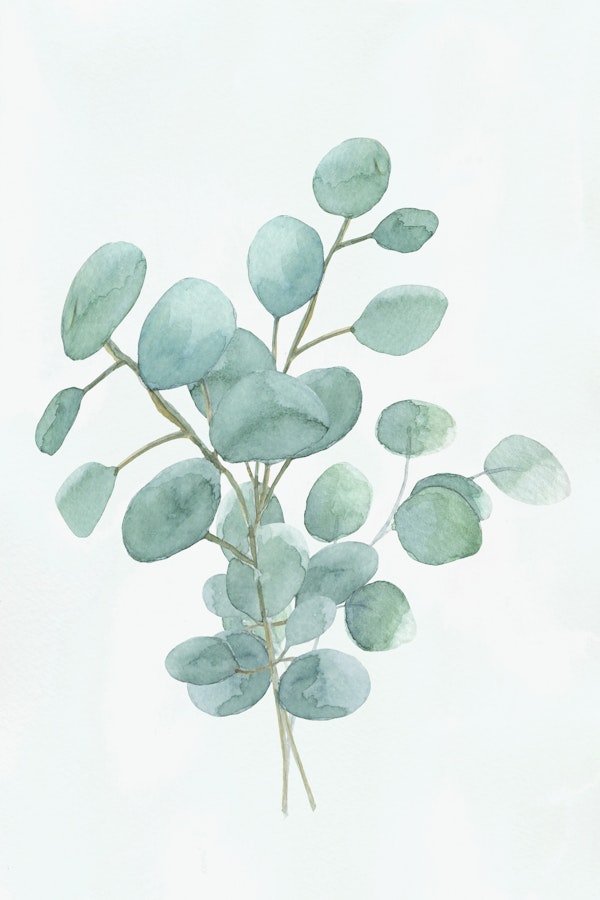Eucalyptus Silver Dollar