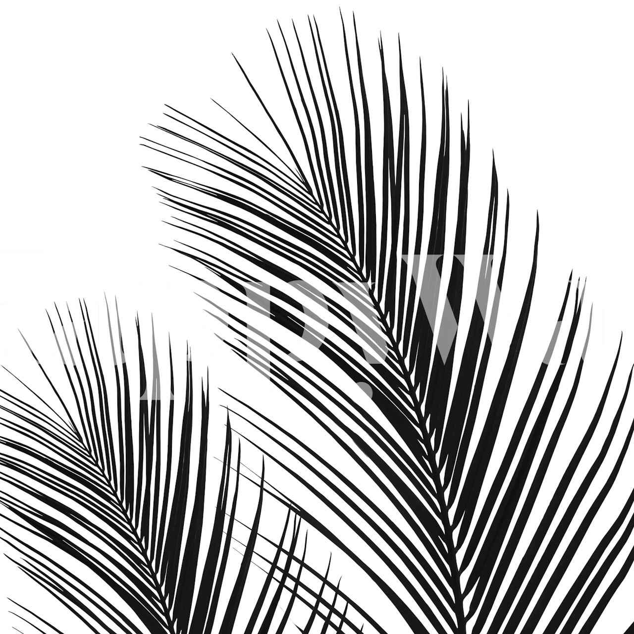 Black tropical palm leaves on a white background wallpaper