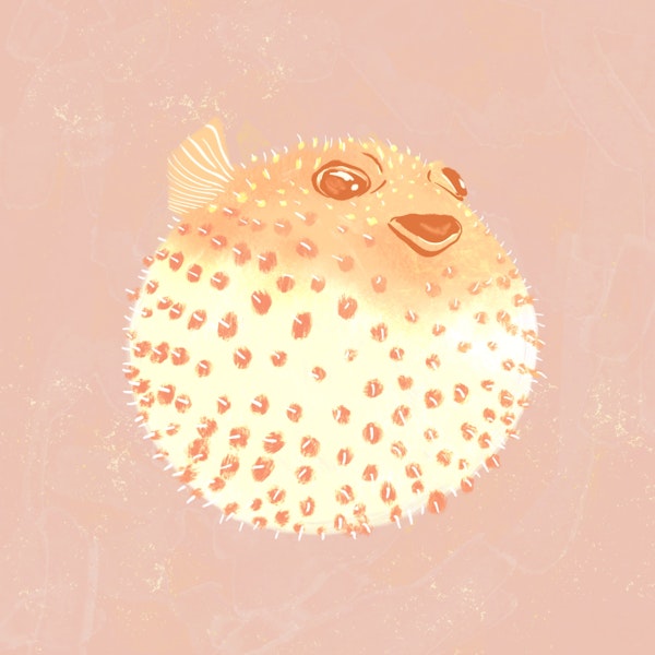 Blowfish Square