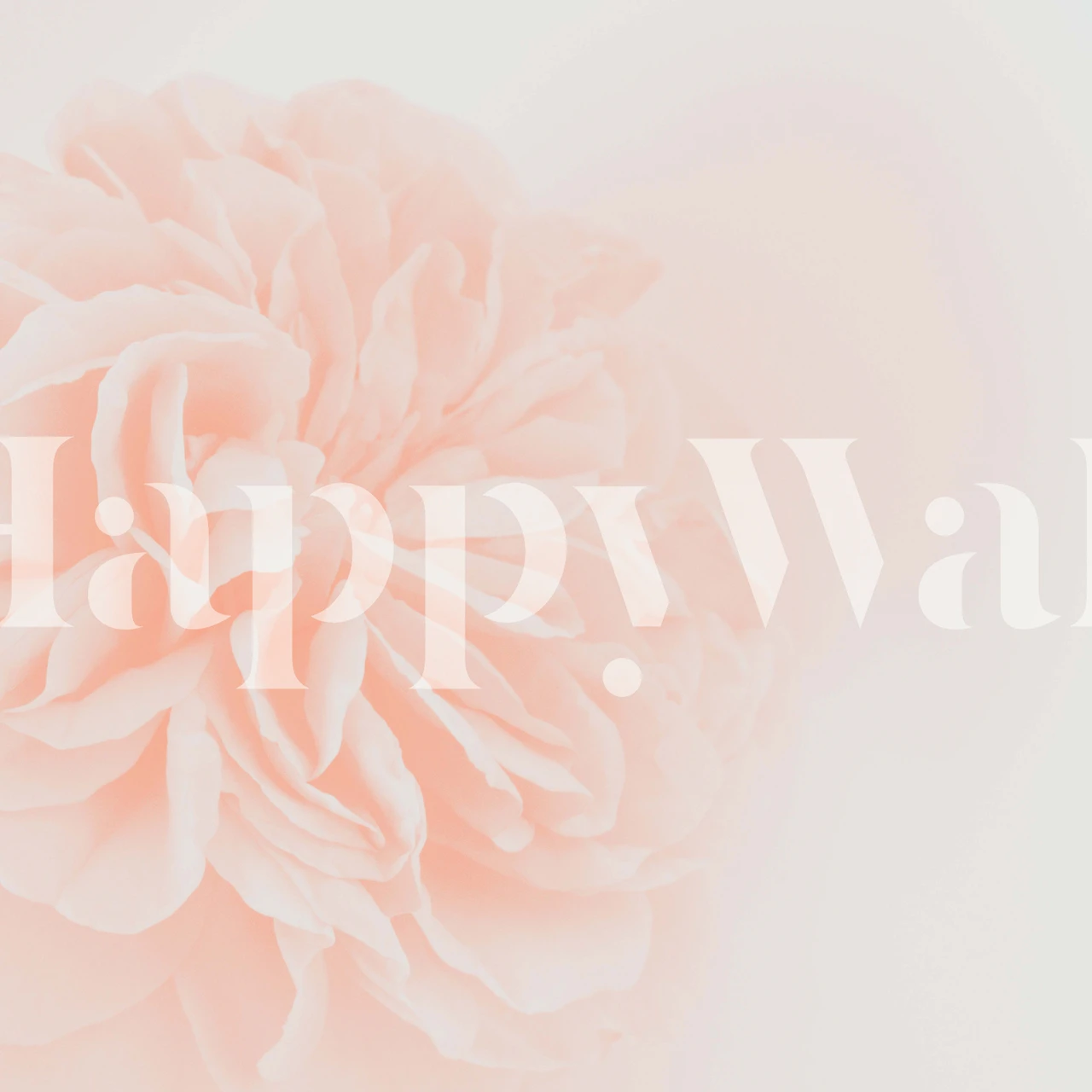 Fotomurais paisagistícos Rosa elegante e clara em flor