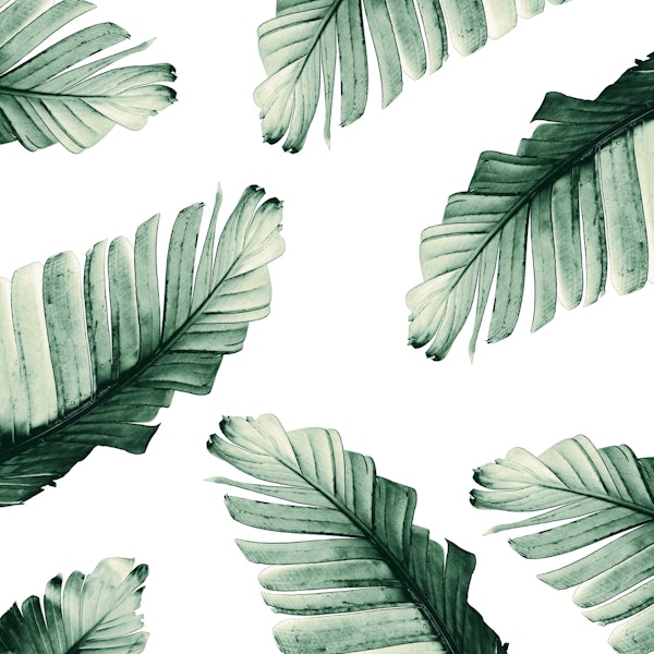 Tropical Banana Dream 8