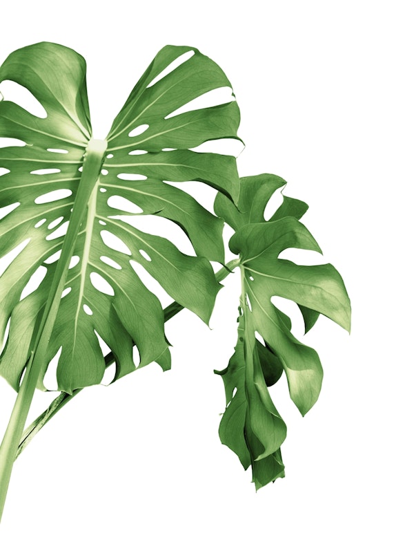 Monstera Beauty 1