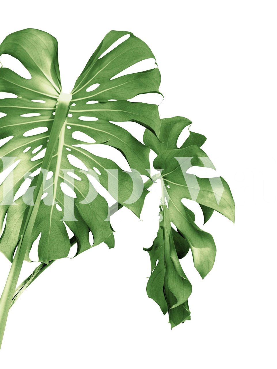Tropical Monstera leaves in green on white background wallpaper