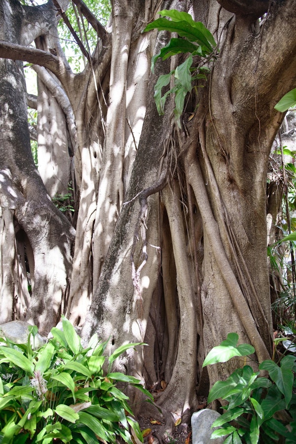 Caribbean Jungle Tree Dream 1