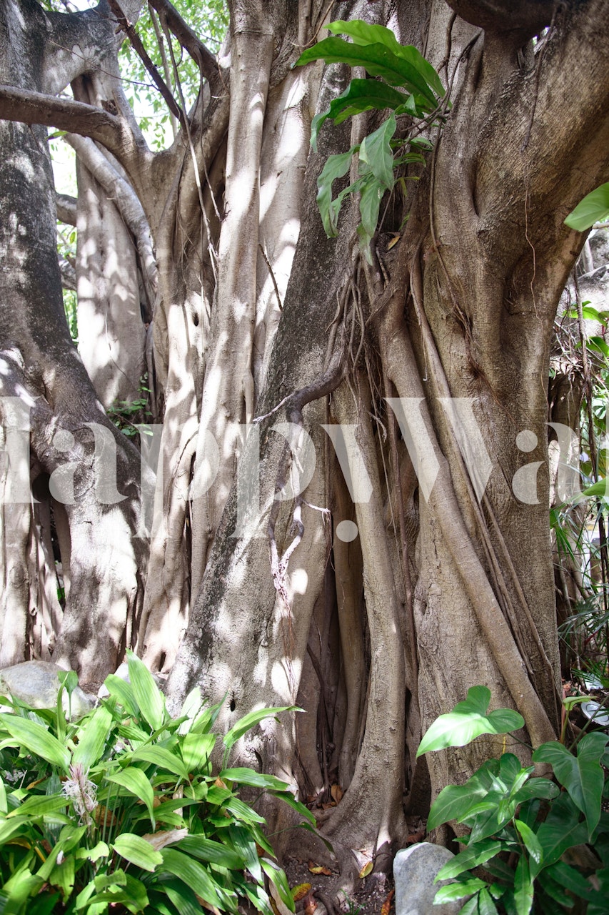 Tropical jungle tree wallpaper with green foliage and textured tree bark
