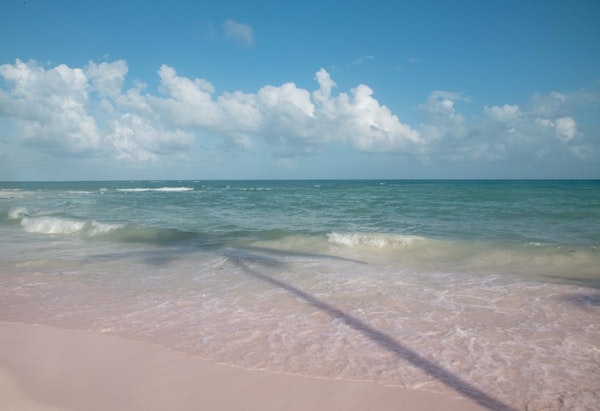 Palm Tree Reflection 1