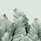 Green Banana Leaves Dream 3