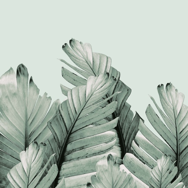 Green Banana Leaves Dream 3