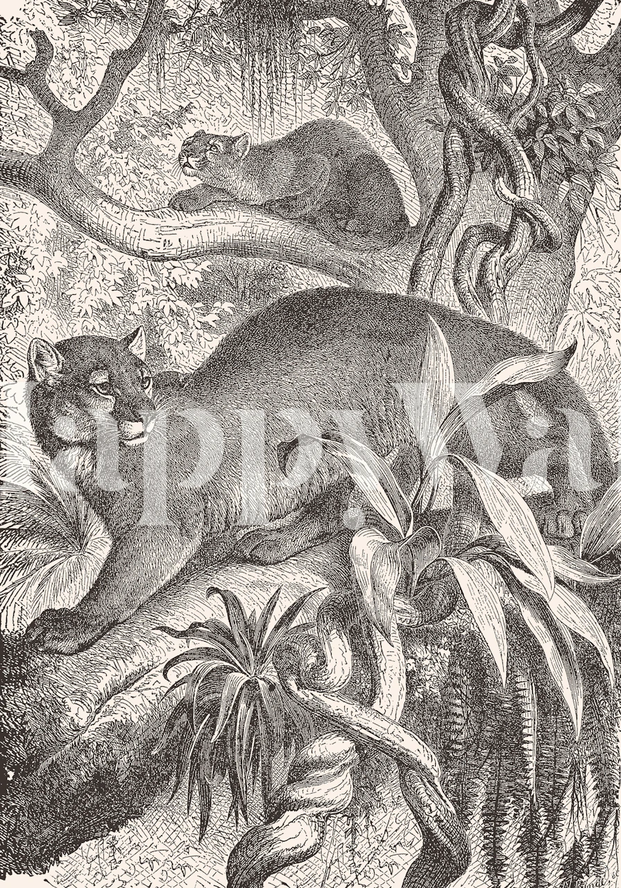 Puma and baby puma illustrated in black and white wallpaper