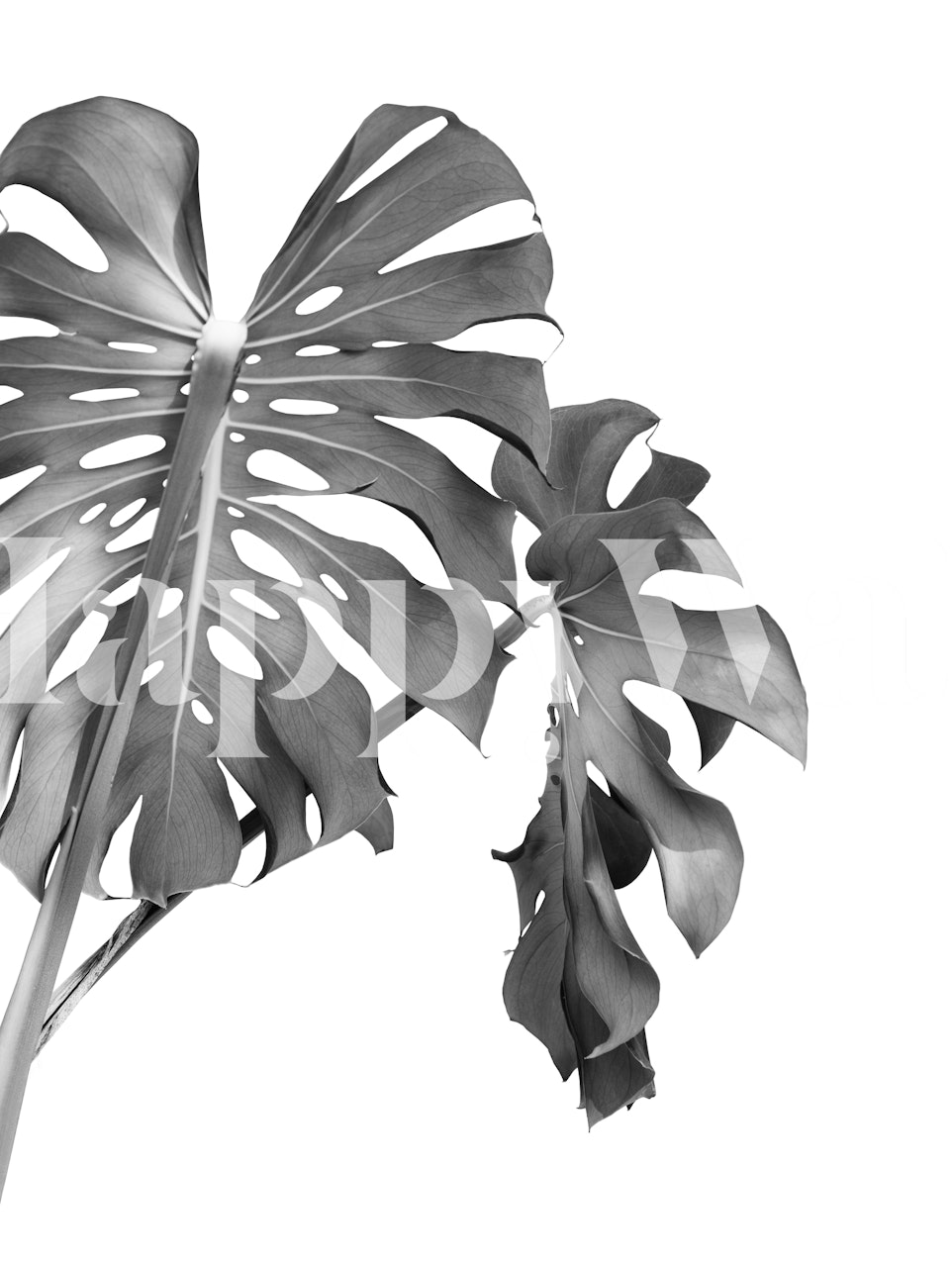Monstera leaf black and white wall mural for interior decor