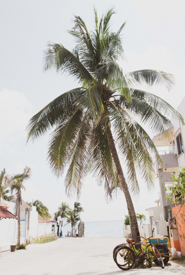 Caribbean Street Vibes 1