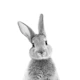 Peekaboo Bunny Black & White