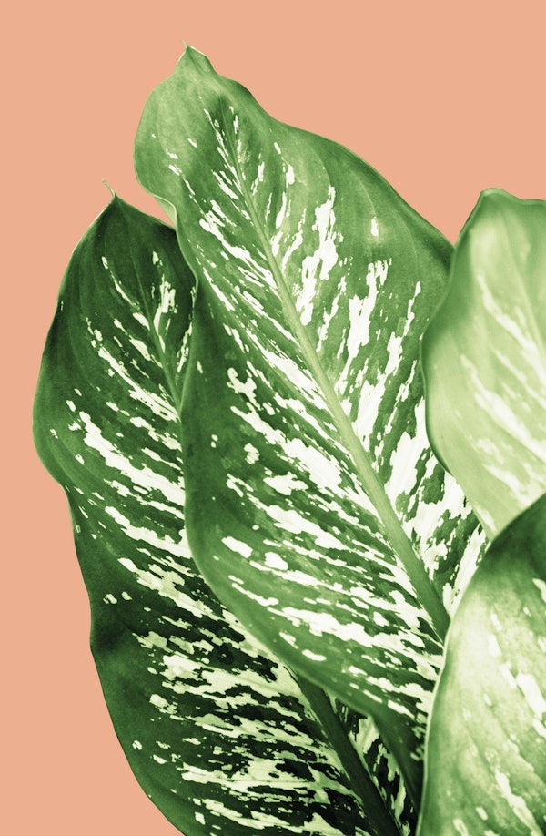 Dieffenbachia Exotic Leaves 1