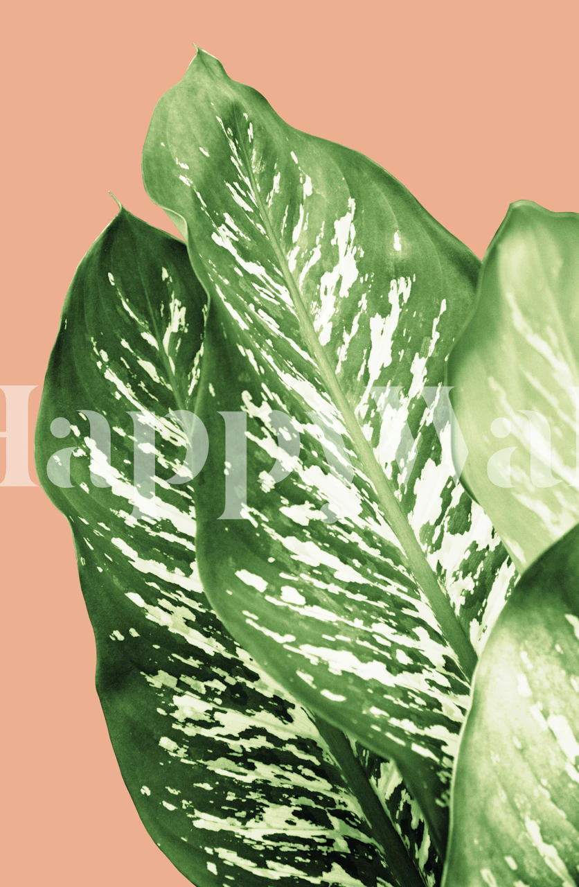 Dieffenbachia leaves in green and white on peach wallpaper