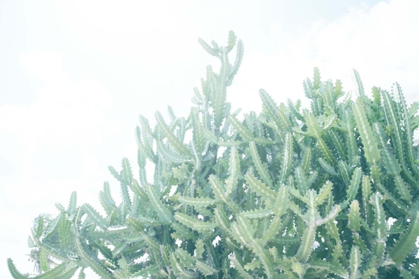 Mexican Cacti Dream 1