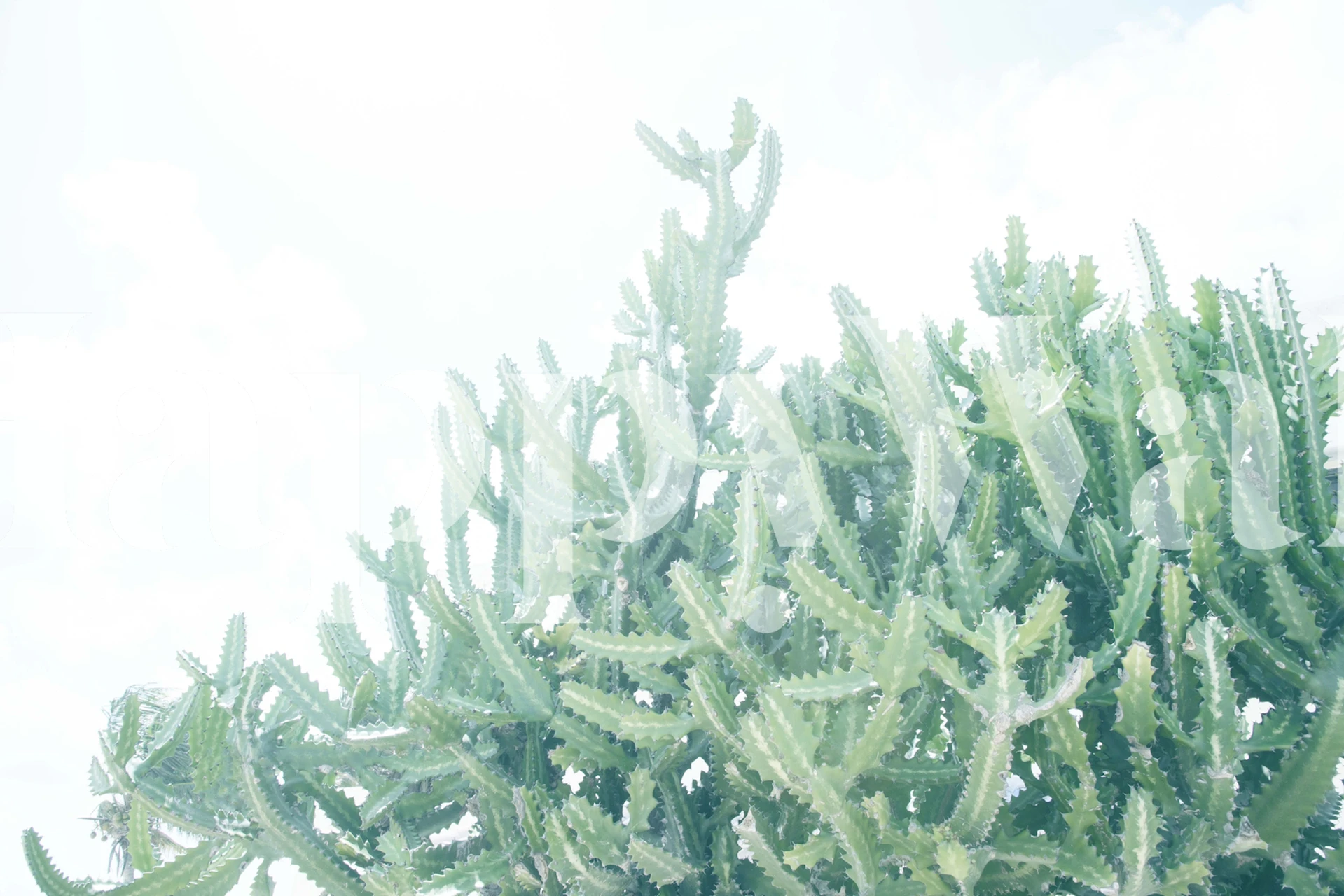 Vibrant green cactus wallpaper with a tropical theme