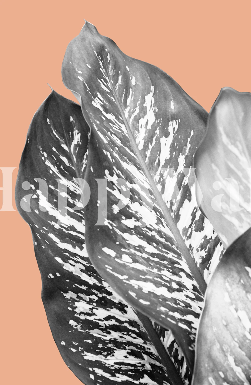Dieffenbachia Exotic Leaves tapetdesign
