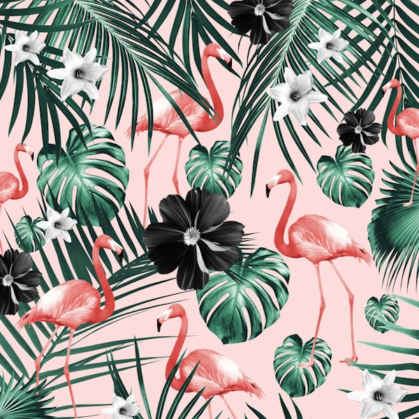 Tropical Flamingo Flower 4