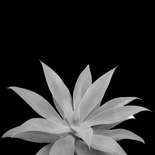 Gray Agave 2