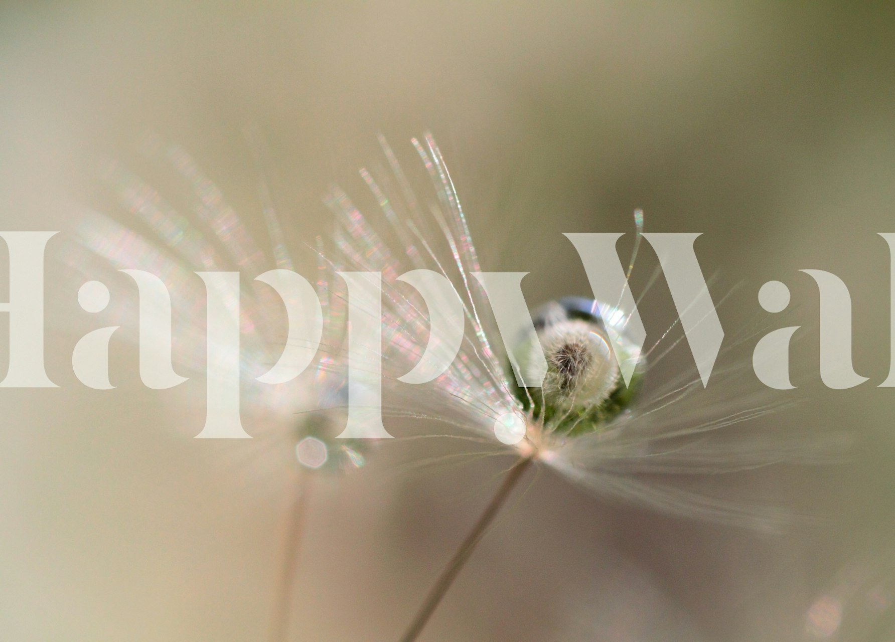 Krupni plan maslačka s kapljicom vode, zidna slika