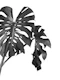 Monstera Beauty 3