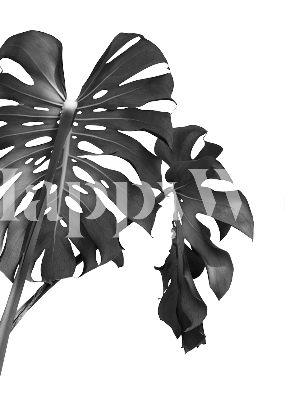 Tapeta Monstera Beauty 3 w nowoczesnym pomieszczeniu