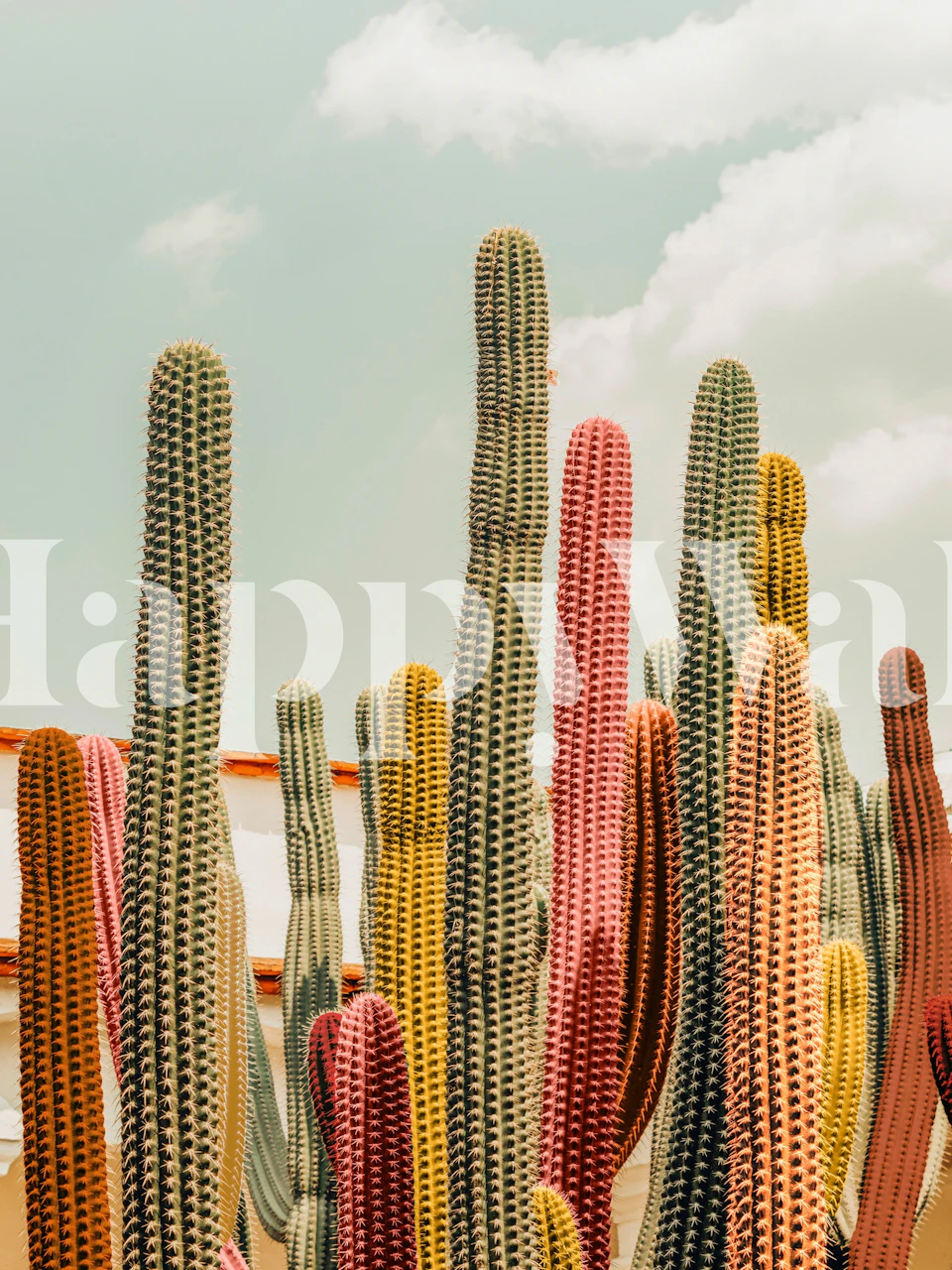 Colorful cacti in pink, yellow, and green against a light sky wallpaper