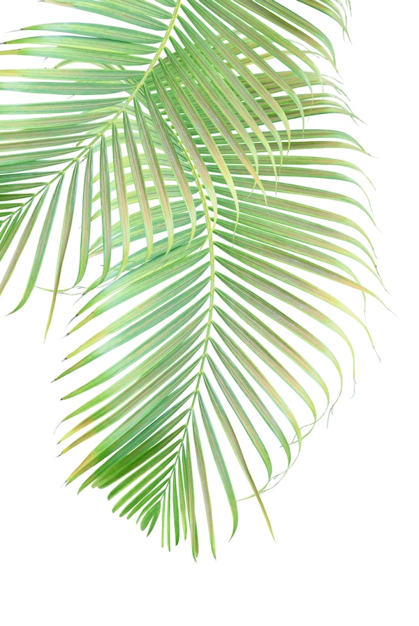 Palm Leaf Delicado 1