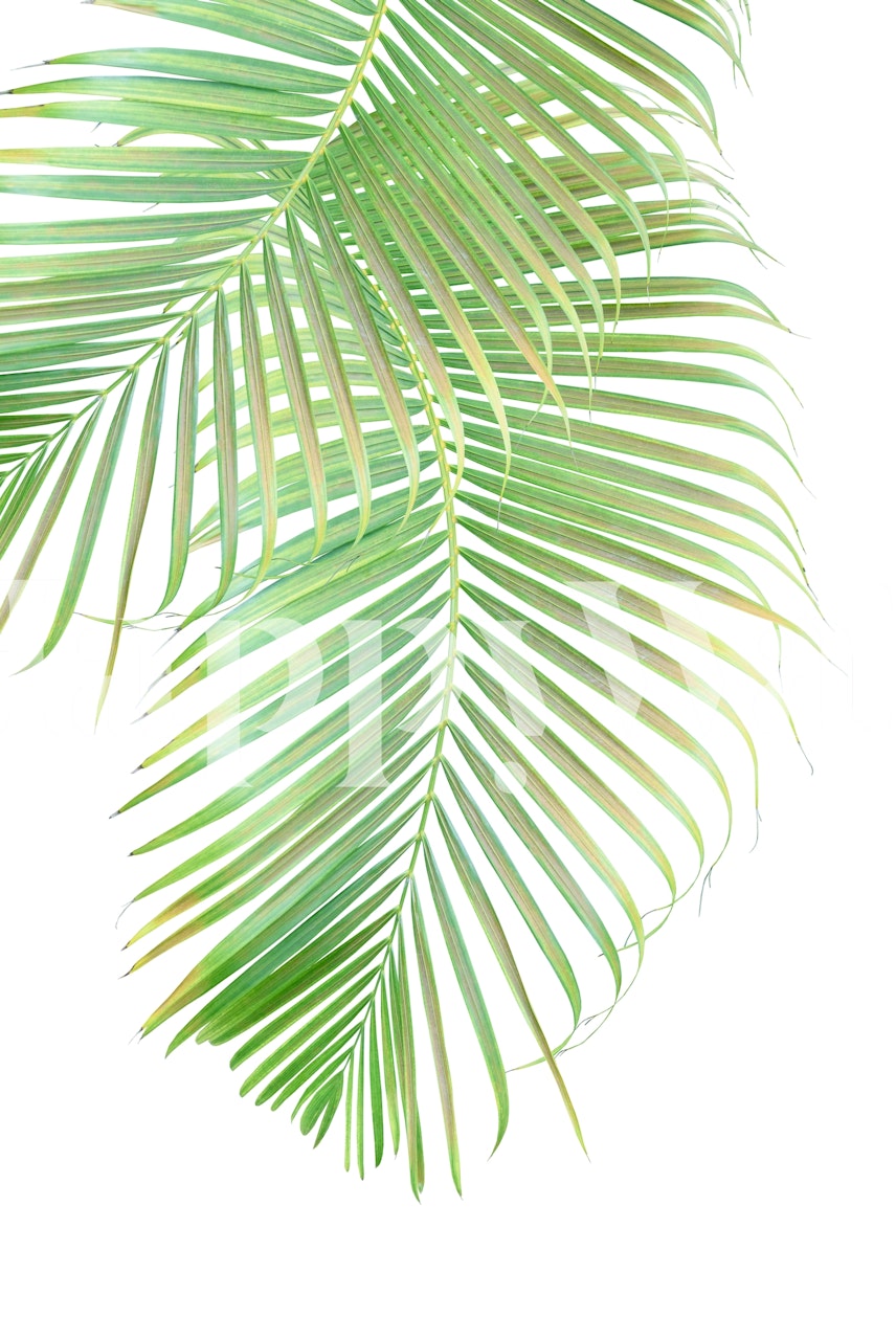 Tropical palm leaves in varying shades of green wallpaper
