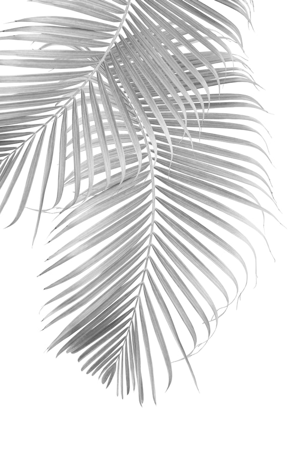 Palm Leaf Delicado 2